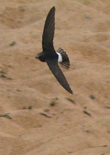 Little Swift