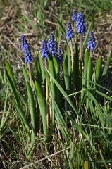 Muscari botryoides