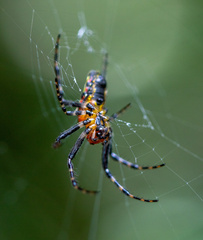 Alpaida grayi