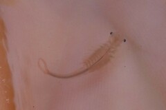 Branchipus schaefferi