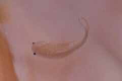 Branchipus schaefferi