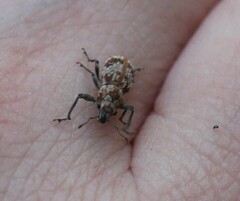 Pantomorus postfasciatus