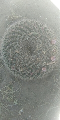 Mammillaria wagneriana