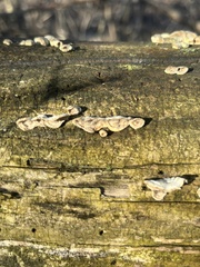 Hypoxylon rubiginosum