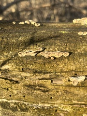 Hypoxylon rubiginosum