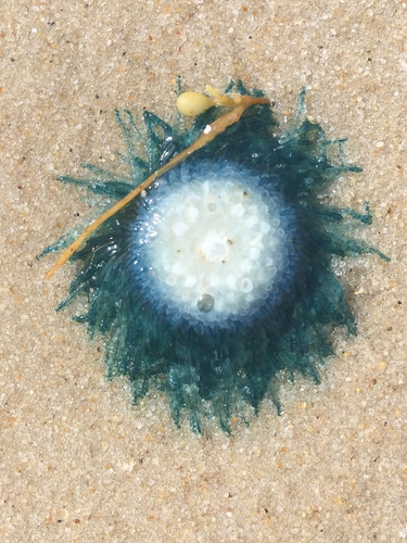 Porpita porpita