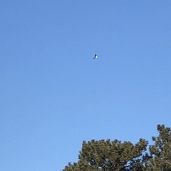 Haliaeetus leucocephalus