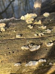 Hypoxylon rubiginosum