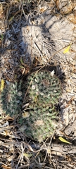 Mammillaria heyderi