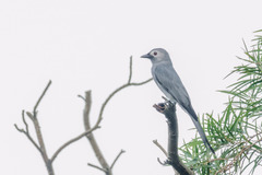 Dicrurus leucophaeus leucogenis