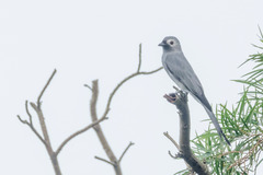 Dicrurus leucophaeus leucogenis