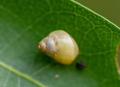 Simpulopsis
