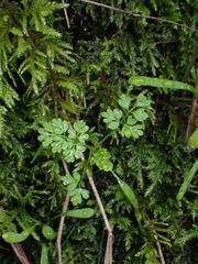 Anthriscus caucalis