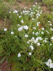 Cryptantha intermedia