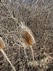 Dipsacus
