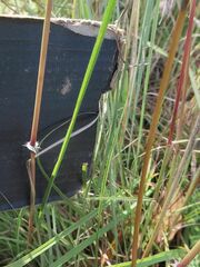 Sorghum leiocladum