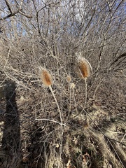 Dipsacus
