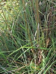 Sorghum leiocladum