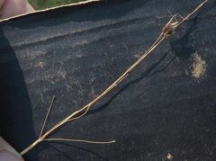 Sorghum leiocladum