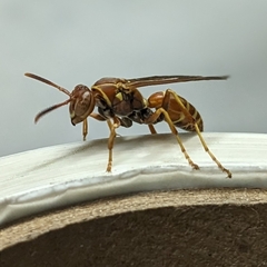 Polistes bellicosus