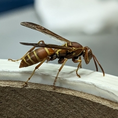 Polistes bellicosus