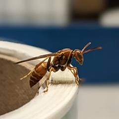 Polistes bellicosus