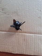 Xylocopa darwini