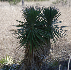 Yucca aloifolia