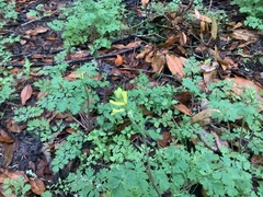 Corydalis