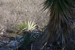 Yucca aloifolia