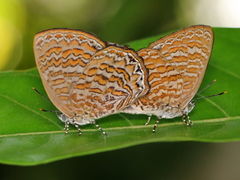 Poritia sumatrae