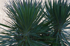 Yucca aloifolia