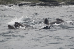 Zalophus californianus