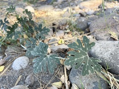 Cucurbita cordata