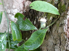 Eupomatia laurina