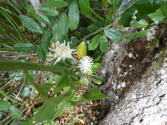 Eupomatia laurina