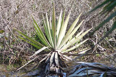 Yucca aloifolia
