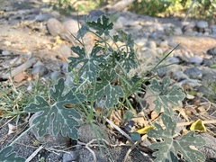 Cucurbita cordata