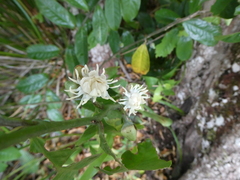 Eupomatia laurina