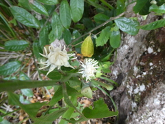 Eupomatia laurina