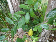 Eupomatia laurina