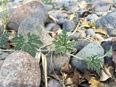 Cucurbita cordata