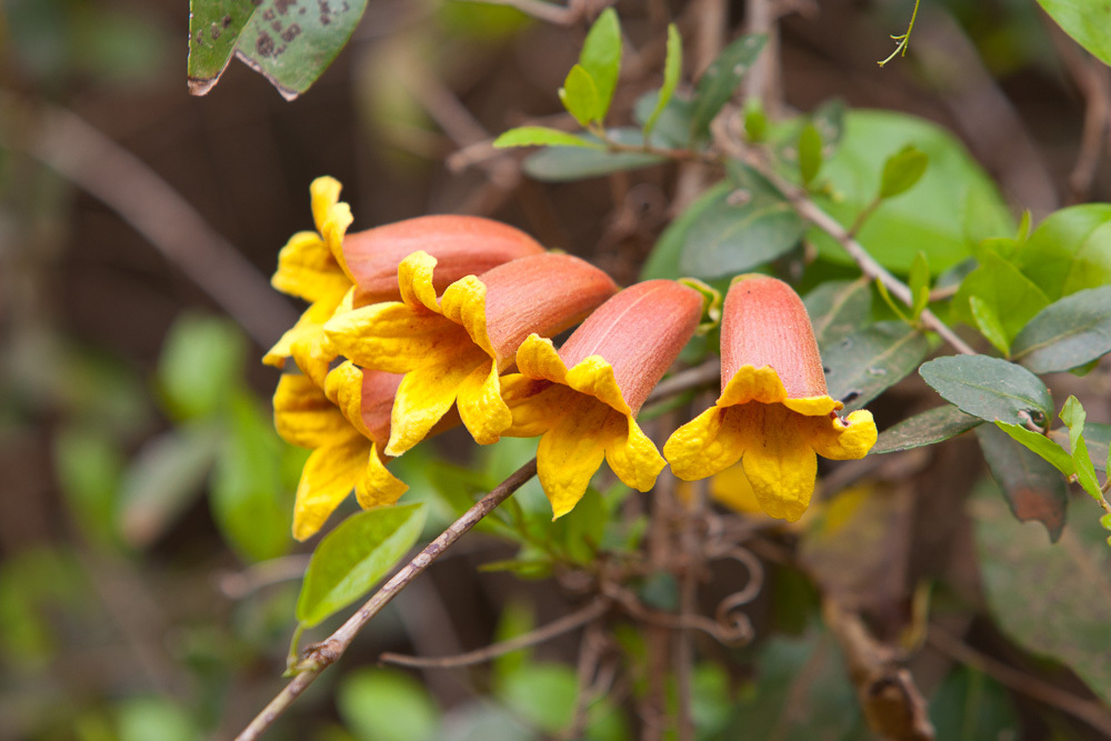 Bignonia capreolata