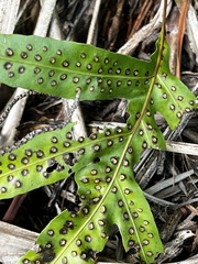 Microsorum pustulatum