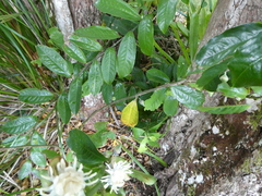 Eupomatia laurina