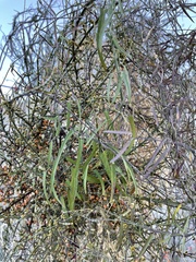 Funastrum heterophyllum