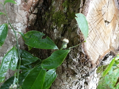 Eupomatia laurina