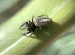 Dendryphantes mordax
