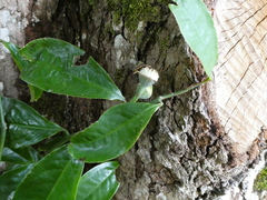 Eupomatia laurina