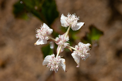 Xanthosia rotundifolia